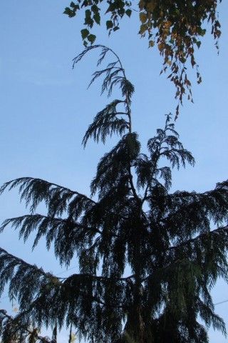 DSC04416