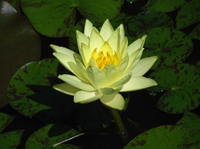 Nymphaea  Joey Tomocik