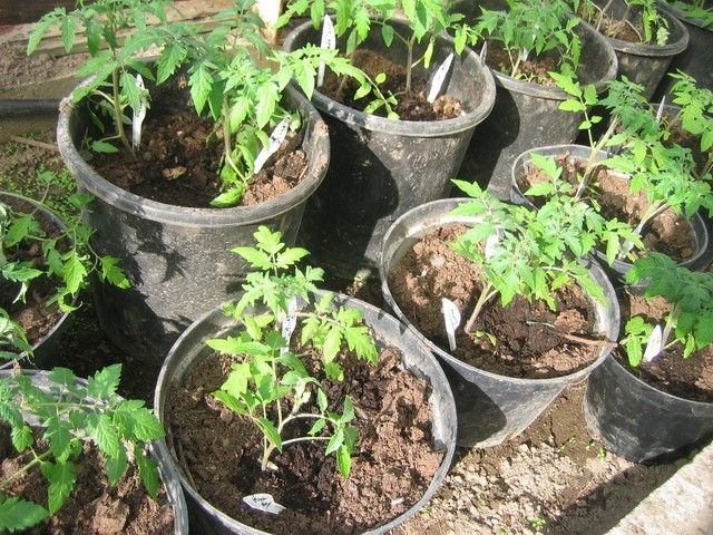 Изображение 010