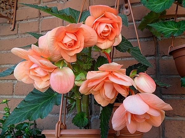 Клубневая бегония Splendide Ballerina