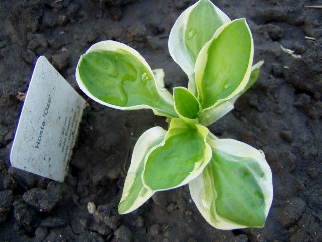 P6200025