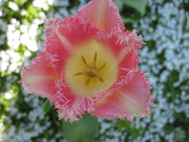 Pink Fontain