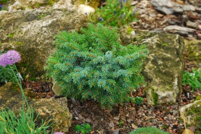 Picea omorika Slama 2011 год