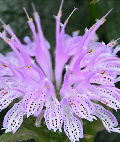 monarda