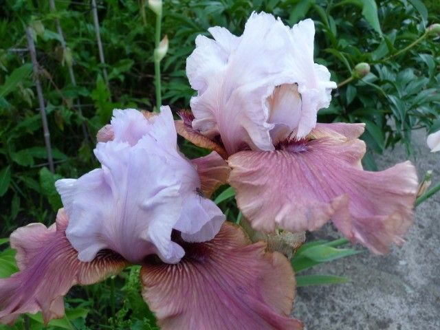 P1010505