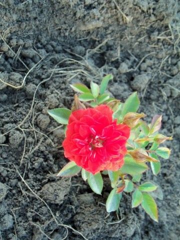 Изображение 118