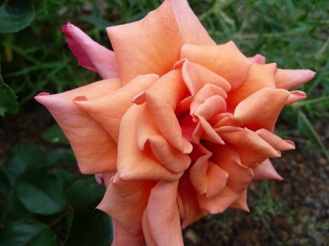 P1040201