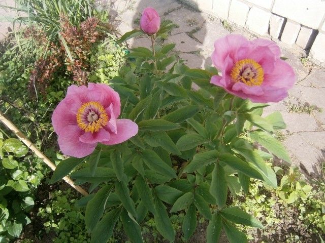 P5200332