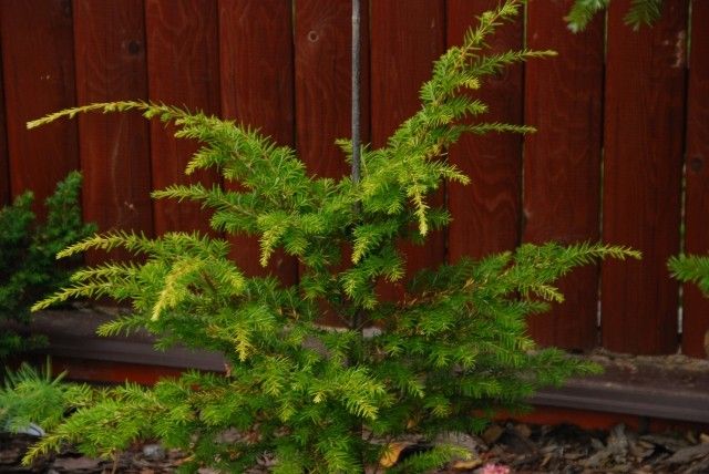 Tsuga canadensis Aurea  2
