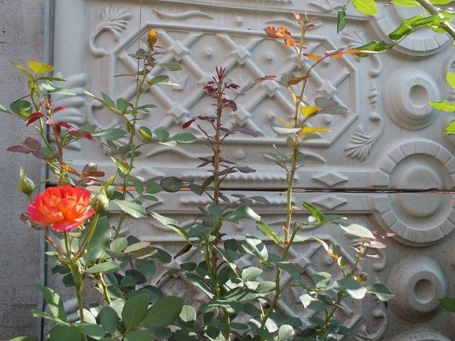 DSCF6847
