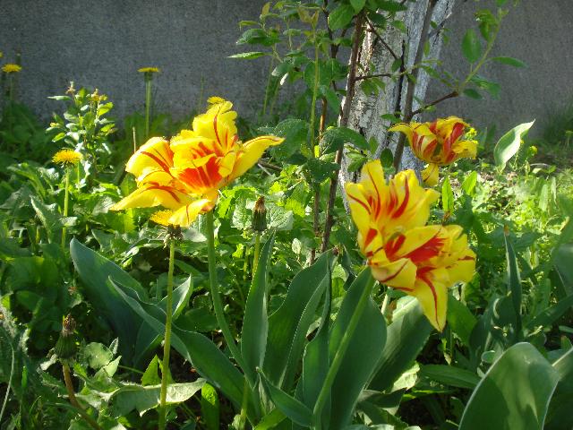 DSC00059