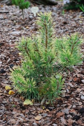 Pinus mugo Hameleon