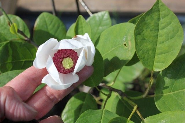 Magnolia sieboldii Colossus
