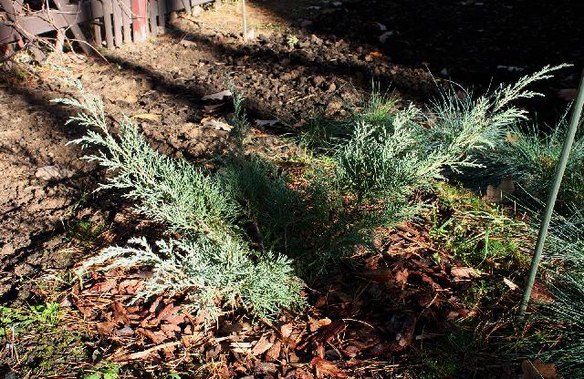 Juniperus media Hetz 15 11