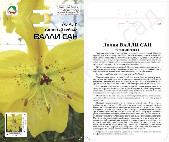 валли сан