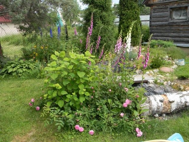 с наперстянками