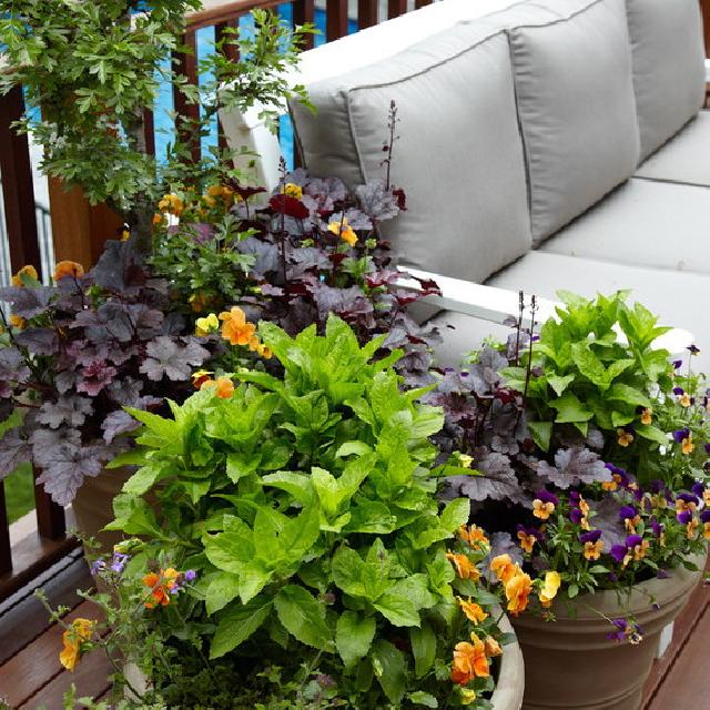 garden flowers mix in container3 1