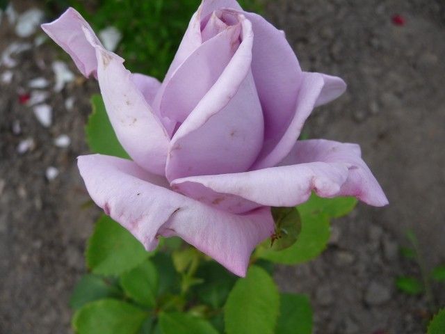 P1040510