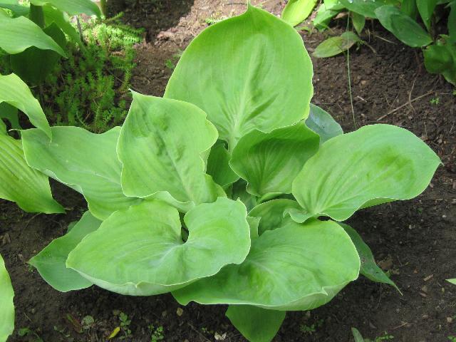 Изображение 277