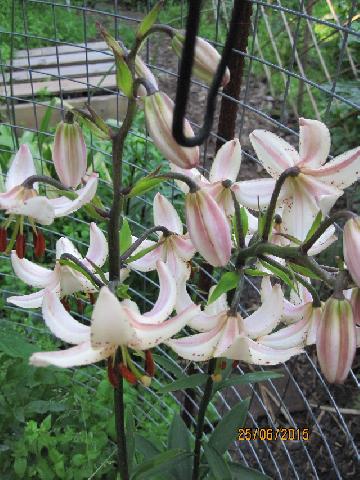 ALBIFLORA