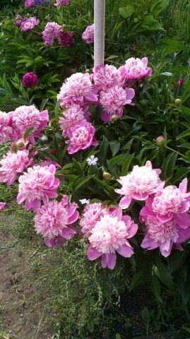 2013 07 04 0333