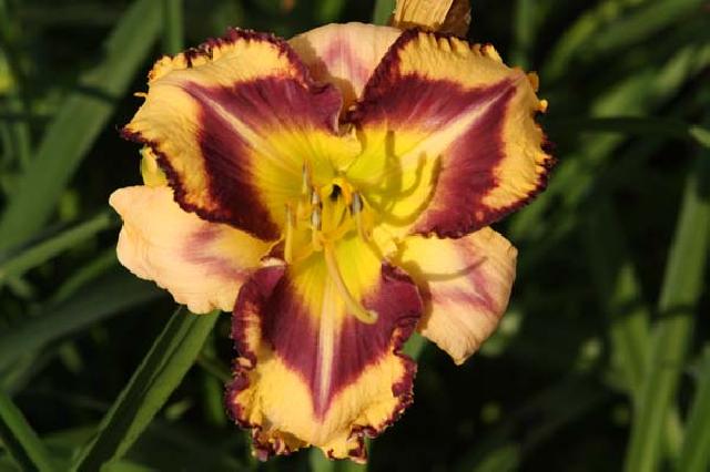 КУПОЛА НА СОЛНЦЕ