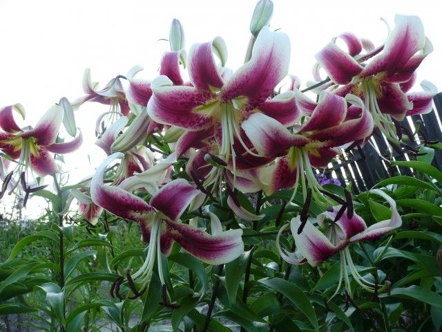 P1050086