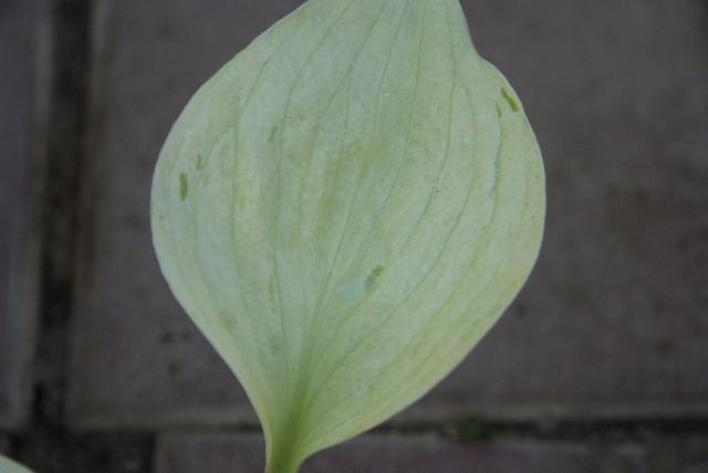 DSCF4794