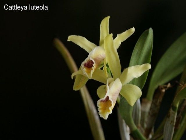 33290 800x600 cattleya 1