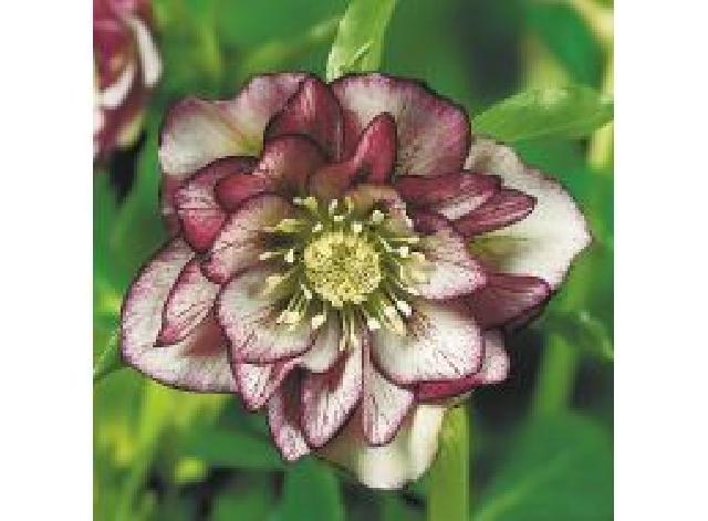 7fe0d271cfa72150b036c593befce85d thumb ba8df641beb366d317d3b05f6cffc7c6