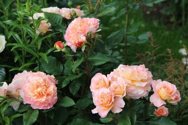 Augusta Luise  11