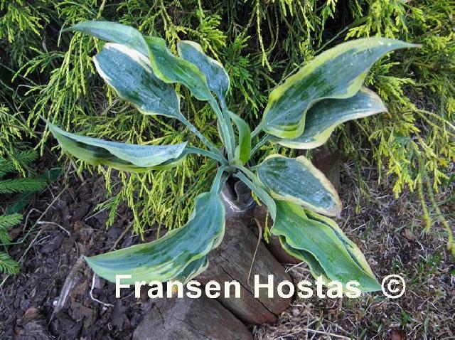 Hosta Picasso