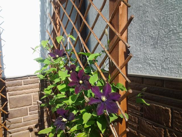20150624 093631