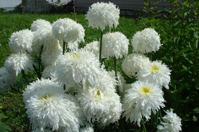 Leucanthemum Fiona Goghill