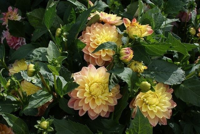 Принцесса Элизабет