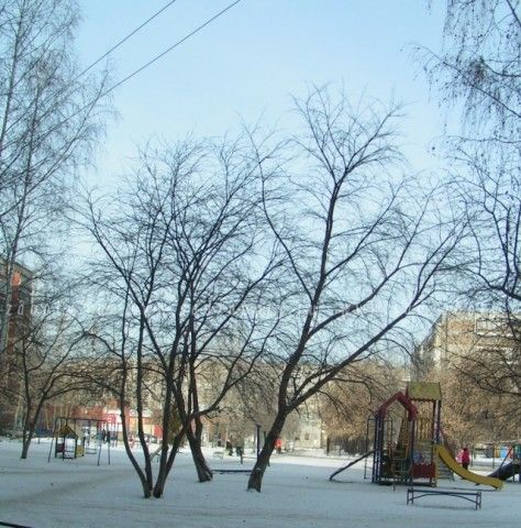черемуха
