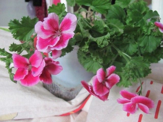 IMG 3141