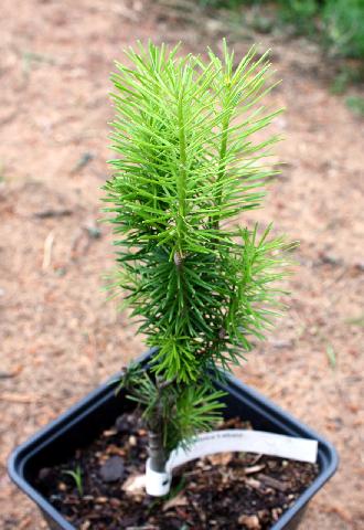 Abies sibirica Lukasz