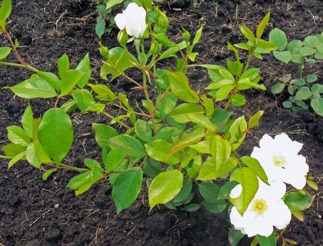 Изображение 006