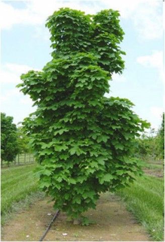 acer platanoides columnare