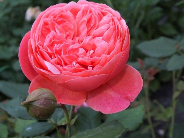 DSCF1723