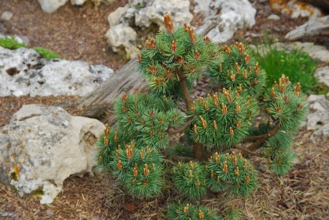 Pinus sylvestris Doone Valley