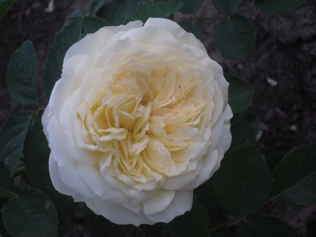 SDC11778