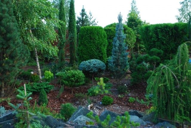 Picea pungens Iseli Fastigiata