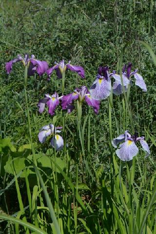 Сеянец 38 и Синхи