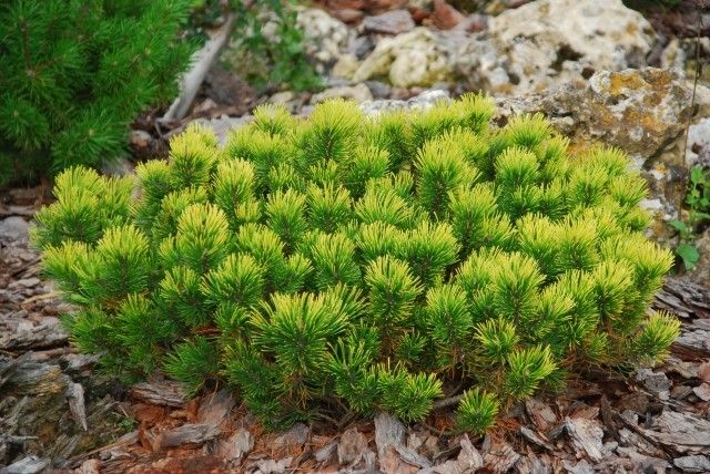 Pinus mugo sp