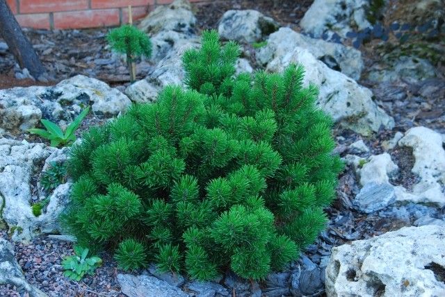 Pinus mugo March 2011 год