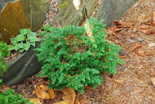 Tsuga canadensis Popeleski Dwarf