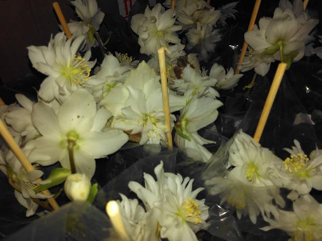 17352449 1036569849820049 3315390214586014419 n