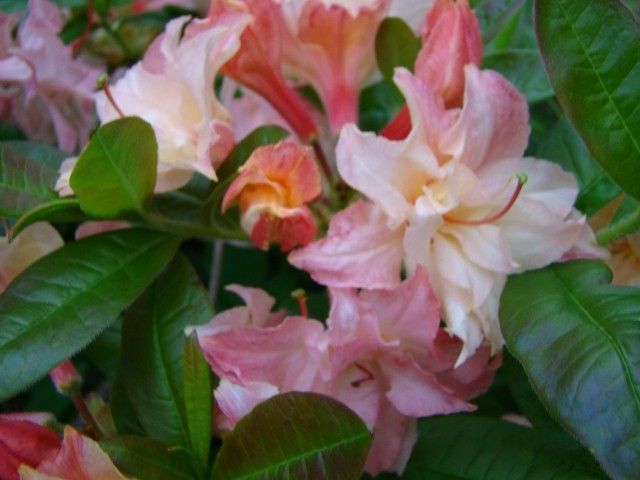 DSC02902